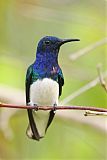 White-necked Jacobinborder=